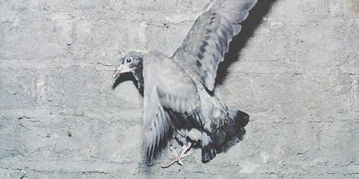 Stephen Gill "Pigeons" - recenzja