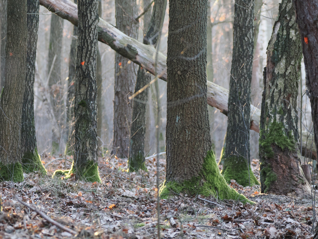 1/50 s, f/6.3, ISO 1600, 186.0 mm