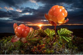 fot. Audun Rikardsen, "Natures eatable Arctic gould", 2. miejsce w kat. Plants & Funghi / Nature Photographer of the Year 2021