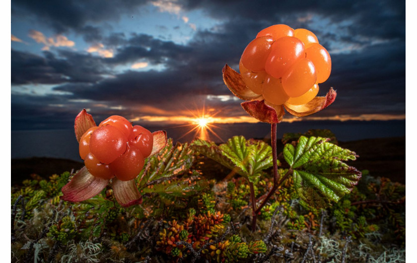 fot. Audun Rikardsen, Natures eatable Arctic gould, 2. miejsce w kat. Plants & Funghi / Nature Photographer of the Year 2021