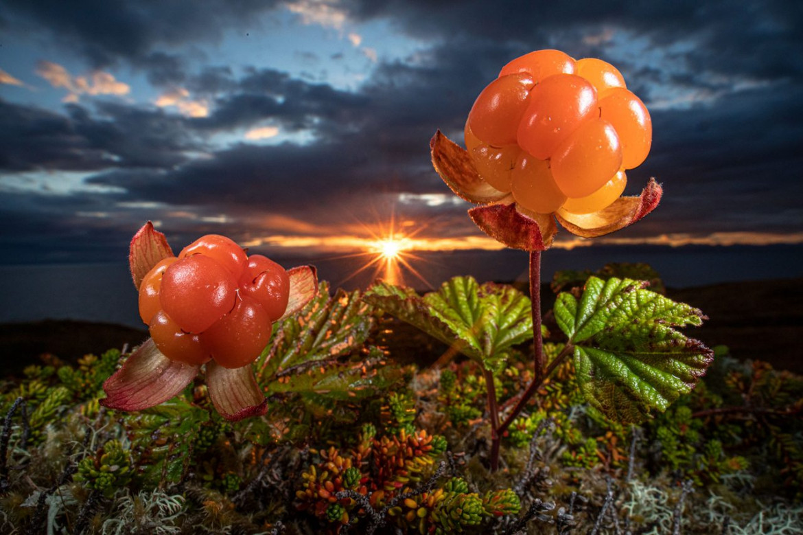 fot. Audun Rikardsen, "Natures eatable Arctic gould", 2. miejsce w kat. Plants & Funghi / Nature Photographer of the Year 2021