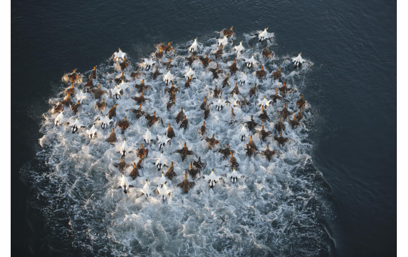 Pål Hermansen - I miejsce w kategorii Birds in Flight