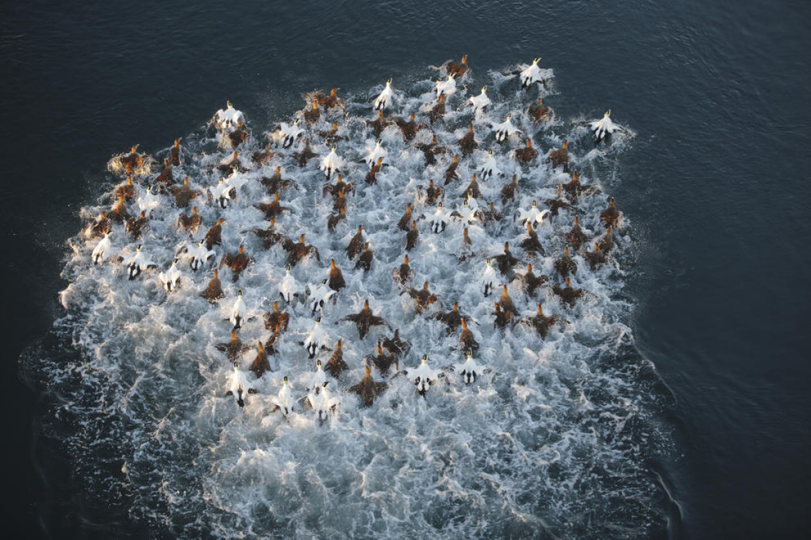 Pål Hermansen - I miejsce w kategorii "Birds in Flight"