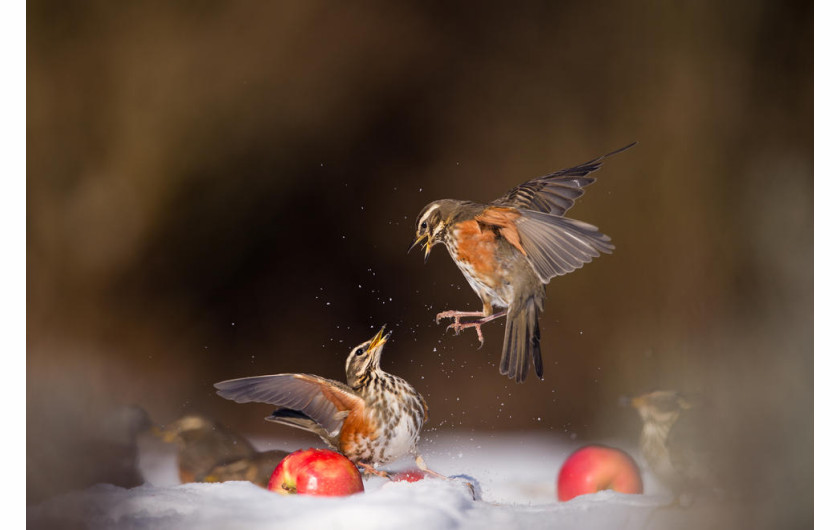 Andy Parkinson - I miejsce w kategorii Birds in the Garden