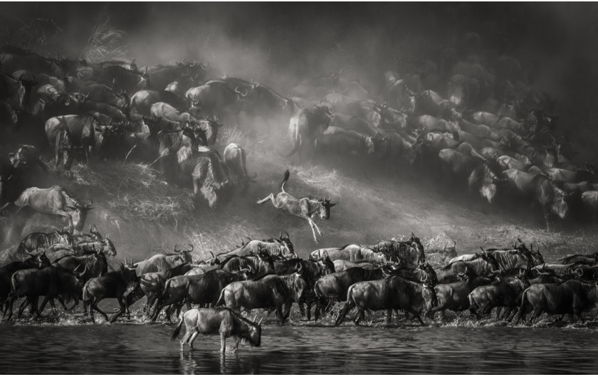fot. Artur Stankiewicz, z cyklu „Great Spectacle of Nature - Mara River Crossing”. 1. miejsce w kategorii Nature & Wildlife / MonoVision Photography Awards 2020