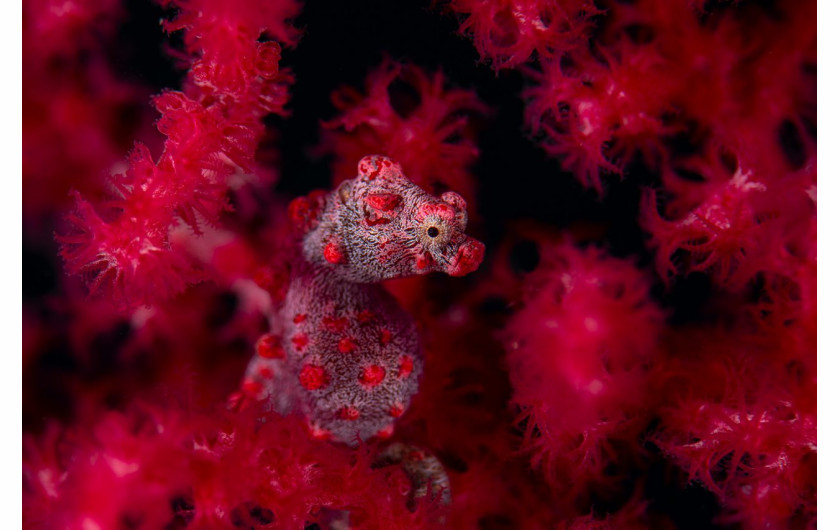 fot. Georg Nies, Red in red, 1. miejsce w kat. Underwater / Nature Photographer of the Year 2021
