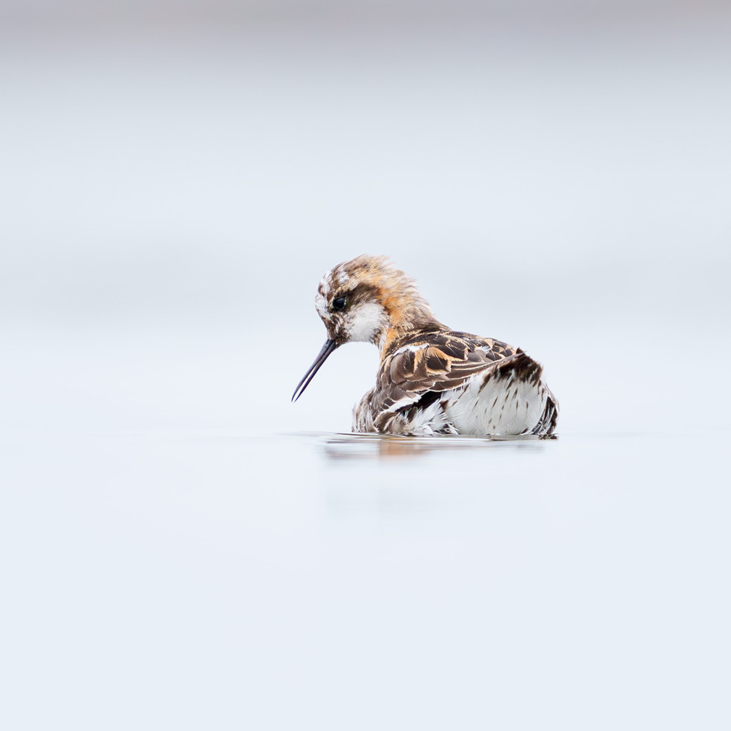 Fot. Paweł Janas, wyróżnienie  / Fine Art Photography Awards 2026