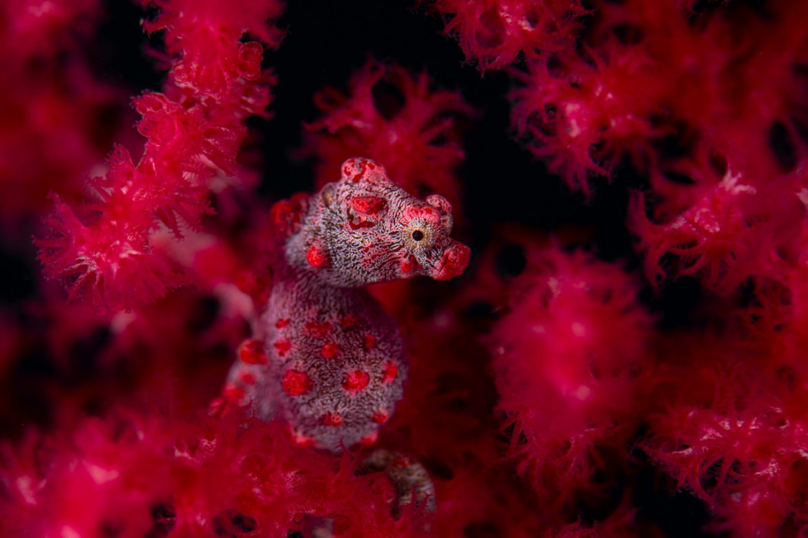 fot. Georg Nies, "Red in red", 1. miejsce w kat. Underwater / Nature Photographer of the Year 2021