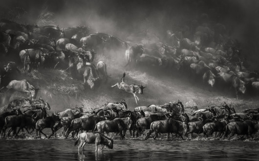 fot. Artur Stankiewicz, z cyklu „Great Spectacle of Nature - Mara River Crossing”. 1. miejsce w kategorii Nature & Wildlife / MonoVision Photography Awards 2020