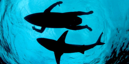 Wildlife Photographer of the Year 2015 - zdjęcia finalistów