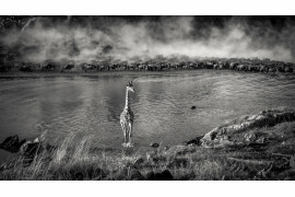 fot. Artur Stankiewicz, z cyklu "„Great Spectacle of Nature - Mara River Crossing”. 1. miejsce w kategorii Nature & Wildlife / MonoVision Photography Awards 2020