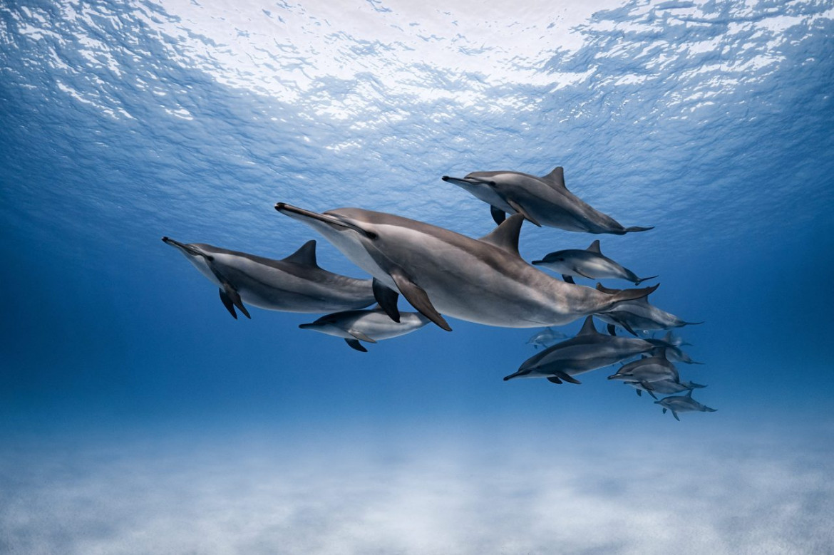 fot. Dmitry Kokh, "Dolphins home", 2. miejsce w kat. Underwater / Nature Photographer of the Year 2021