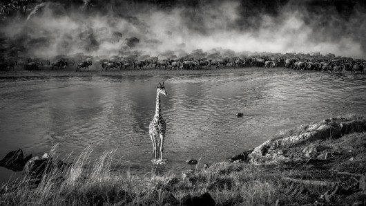 fot. Artur Stankiewicz, z cyklu „Great Spectacle of Nature - Mara River Crossing”. 1. miejsce w kategorii Nature & Wildlife / MonoVision Photography Awards 2020