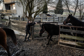 Fot. Marcin Urbanowicz, ,,Falko”. Fundacja Falko i Przyjaciele w Wierzbiu ratuje chore konie i porzucone psy. Działa dzięki zbiórkom internetowym, jednak stale brakuje środków na leczenie i utrzymanie zwierząt. Malwina Sobolewska wraz ze schorowaną matką i kilkoma wolontariuszami opiekuje się obecnie dziesięcioma końmi i jedenastoma psami.<br></br><br></br>2. nagroda w kat. Documentary Project / Grand Press Photo 2025