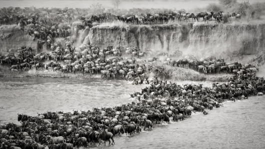 fot. Artur Stankiewicz, z cyklu „Great Spectacle of Nature - Mara River Crossing”. 1. miejsce w kategorii Nature & Wildlife / MonoVision Photography Awards 2020