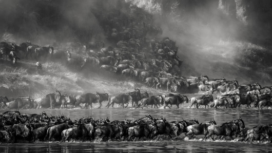 fot. Artur Stankiewicz, z cyklu „Great Spectacle of Nature - Mara River Crossing”. 1. miejsce w kategorii Nature & Wildlife / MonoVision Photography Awards 2020