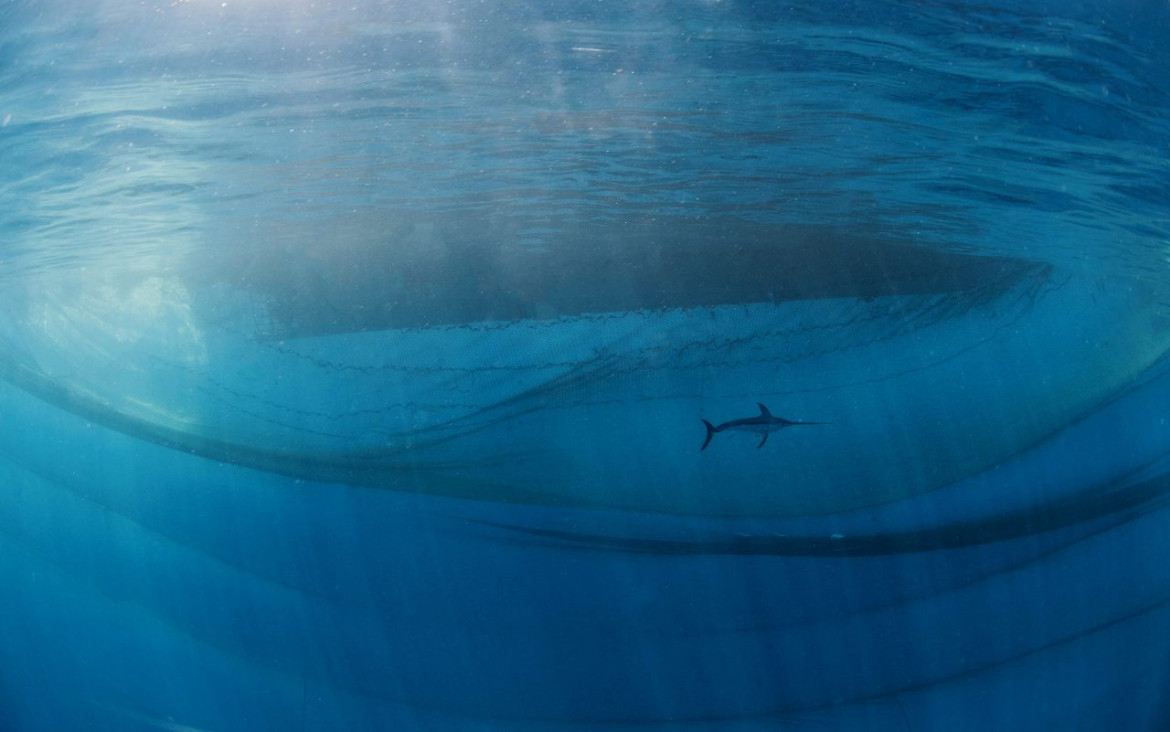fot Javier Murcia, "The king of the ocean", 1. miejsce w kat. Human and Nature / Nature Photographer of the Year 2021