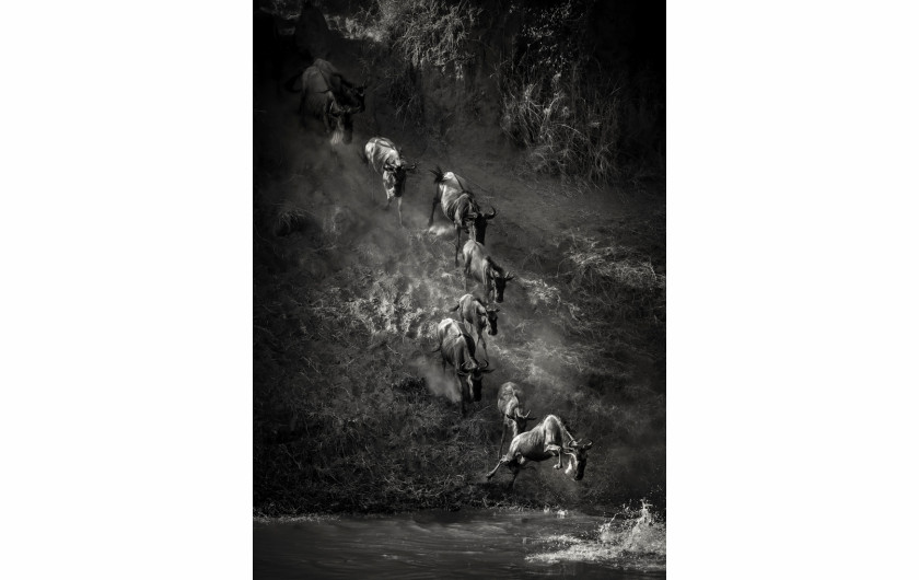 fot. Artur Stankiewicz, z cyklu „Great Spectacle of Nature - Mara River Crossing”. 1. miejsce w kategorii Nature & Wildlife / MonoVision Photography Awards 2020