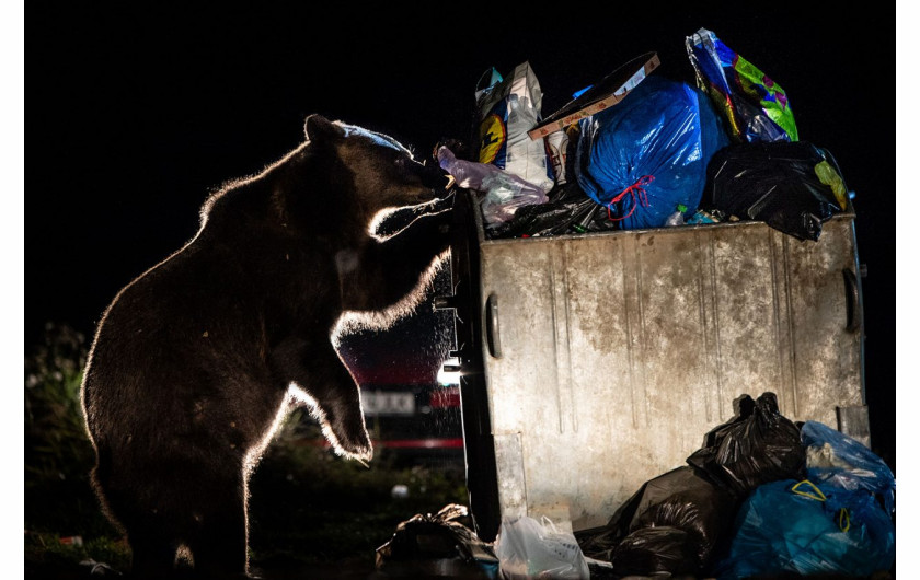 fot. David Hup, Unusual visitor, 2. miejsce w kat. Human and Nature / Nature Photographer of the Year 2021