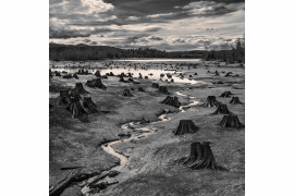 Krajobraz: fot. Hal Gage (USA) za zdjęcie „Stumps, Alder Lake, Nisqually River, Oregon” (Pniaki drzew nad jeziorem Alder na rzece Nisqually, Oregon), 2019 Sony World Photography Awards