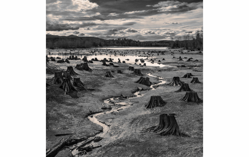 Krajobraz: fot. Hal Gage (USA) za zdjęcie „Stumps, Alder Lake, Nisqually River, Oregon” (Pniaki drzew nad jeziorem Alder na rzece Nisqually, Oregon), 2019 Sony World Photography Awards