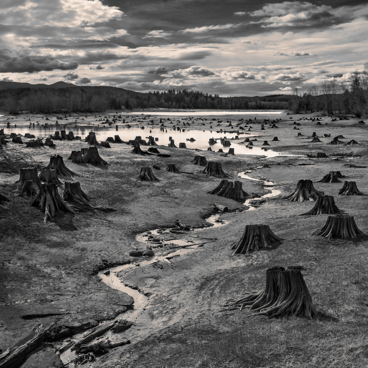Krajobraz: fot. Hal Gage (USA) za zdjęcie „Stumps, Alder Lake, Nisqually River, Oregon” (Pniaki drzew nad jeziorem Alder na rzece Nisqually, Oregon), 2019 Sony World Photography Awards