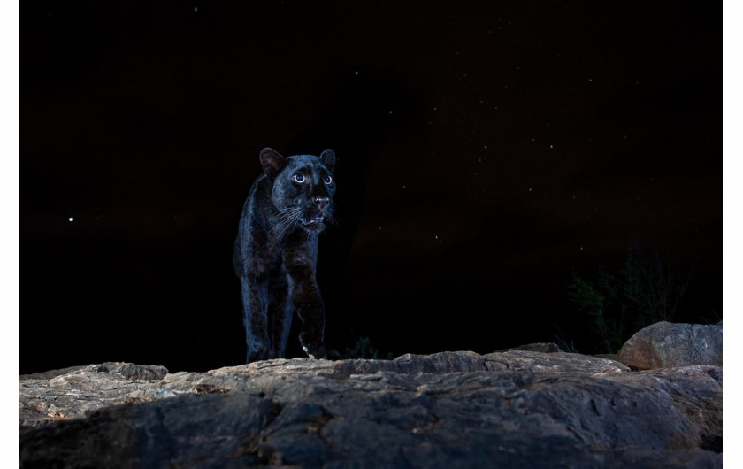 fot. William Burrard-Lucas, Black leopard, 1. miejsce w kat. Animal Portraits / Nature Photographer of the Year 2021