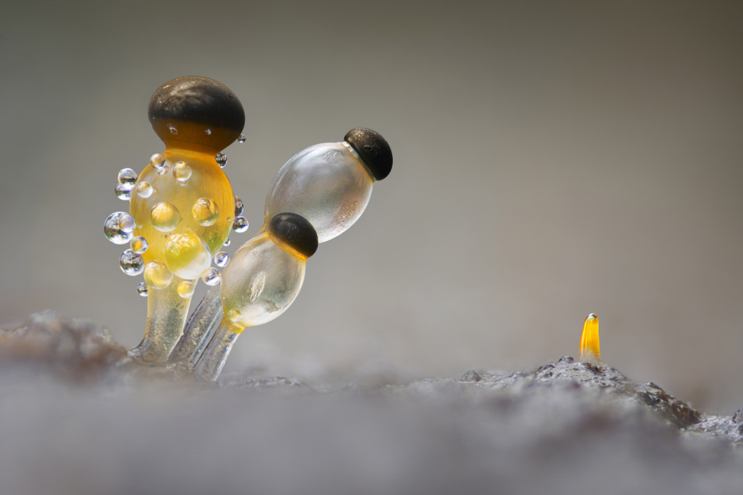 Fot. Przemysław Kryściak, wyróżnienie  / Fine Art Photography Awards 2026