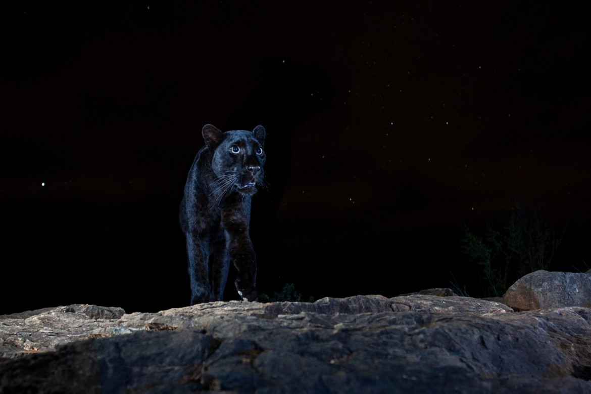 fot. William Burrard-Lucas, "Black leopard", 1. miejsce w kat. Animal Portraits / Nature Photographer of the Year 2021