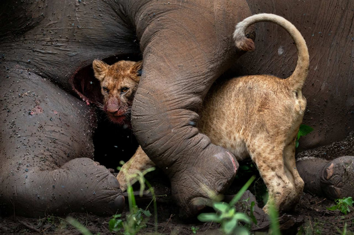 fot. Roie Galitz, "Last Embrace", 2. miejsce w kat. Animal Portraits / Nature Photographer of the Year 2021