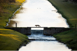 fot. Andius Teijgeler, "Fox crossing the bridge", 1. miejsce w kat.  Nature of the "Lage Landen" / Nature Photographer of the Year 2021