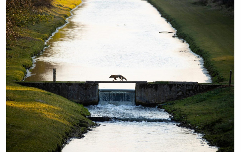 fot. Andius Teijgeler, Fox crossing the bridge, 1. miejsce w kat.  Nature of the Lage Landen / Nature Photographer of the Year 2021