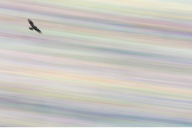 fot. Ronald Zimmerman, "Flying Over a Pastel “Rainbow”", 2. miejsce w kat.  Nature of the "Lage Landen" / Nature Photographer of the Year 2021