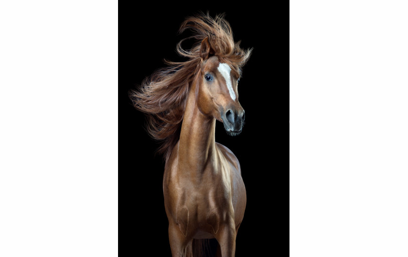 fot. Wiebke Haas, z cyklu Horsestyle, 3. miejsce w kategorii Świat natury i dzika przyroda, SWPA 2018

Autor cyklu stara się uchwycić ludzkie emocji koni. Gdy ludzie pytają się mnie czemu fotografuję konie, odpowiadam, że podziwiam ich piękno i grację. Ale jest też inny powód. Konie potrafią być niezwykle zabawne. Moją pasją jest wydobywanie z nich iście ludzkich zachowań - opowiada Haas.