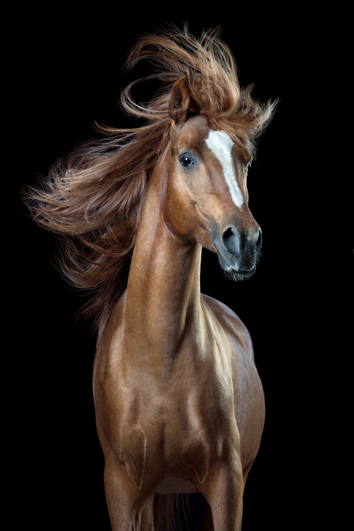 fot. Wiebke Haas, z cyklu "Horsestyle", 3. miejsce w kategorii Świat natury i dzika przyroda, SWPA 2018

Autor cyklu stara się uchwycić "ludzkie" emocji koni. "Gdy ludzie pytają się mnie czemu fotografuję konie, odpowiadam, że podziwiam ich piękno i grację. Ale jest też inny powód. Konie potrafią być niezwykle zabawne. Moją pasją jest wydobywanie z nich iście ludzkich zachowań" - opowiada Haas.