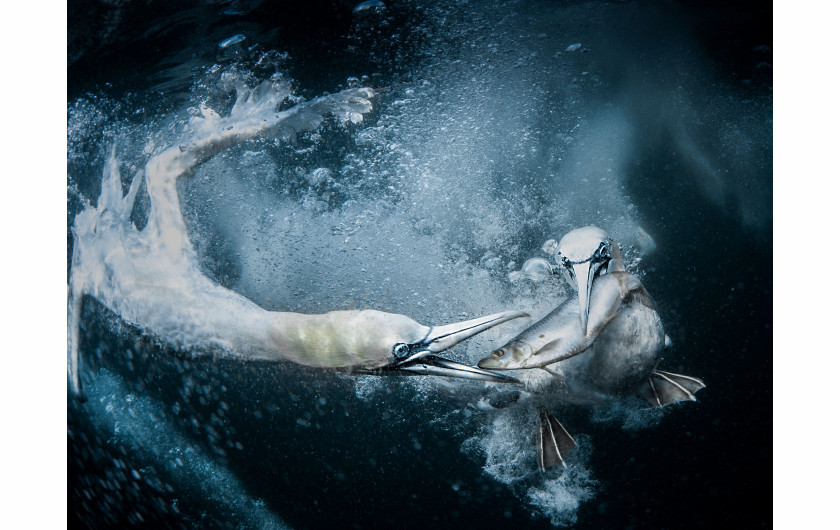 Świat natury i dzika przyroda: 
 fot. Tracey Lund (Wielka Brytania) za zdjęcie „Underwater Gannets” (Głuptaki pod wodą), 2019 Sony World Photography Awards