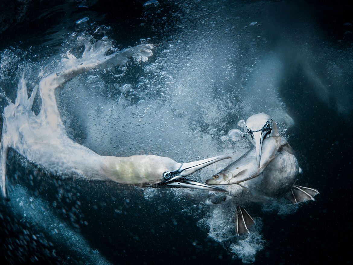 Świat natury i dzika przyroda: 
 fot. Tracey Lund (Wielka Brytania) za zdjęcie „Underwater Gannets” (Głuptaki pod wodą), 2019 Sony World Photography Awards