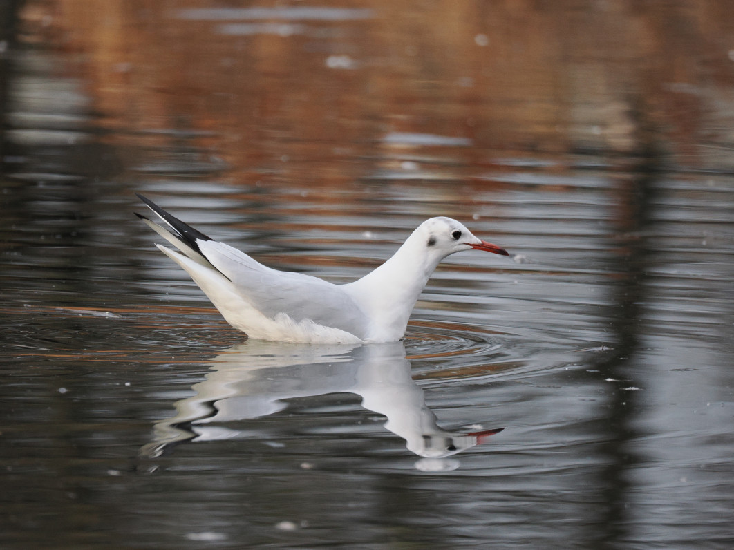 1/1000 s, f/6.3, ISO 1600, 400.0 mm