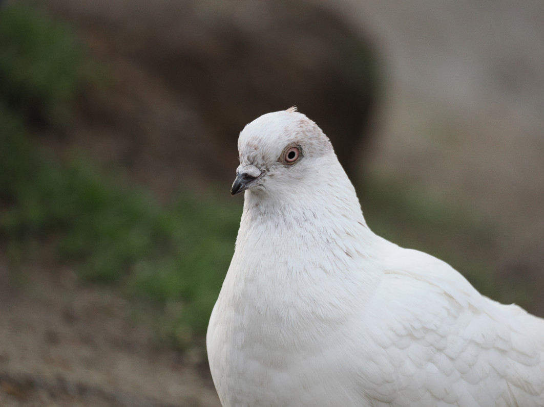 1/800 s, f/6.3, ISO 1600, 400.0 mm