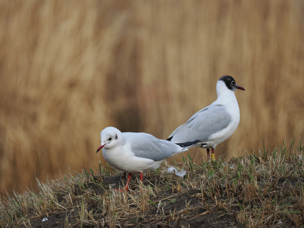 1/1250 s, f/6.3, ISO 1600, 400.0 mm