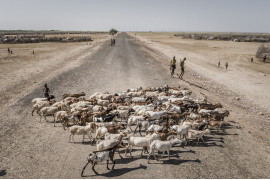 © Fausto Podavini, "Omo Change" - II miejsce w kategorii LONG-TERM PROJECTS / Region Doliny Omo w Etiopii to niezwykle delikatne środowisko naturalne, w którym mieszka około 200 000 ludzi wielu różnych grup etnicznych. Obszar ten szybko się zmienia w wyniku budowy zapory Gibe III, która ma poważne skutki środowiskowe i społeczno-gospodarcze w regionie. 