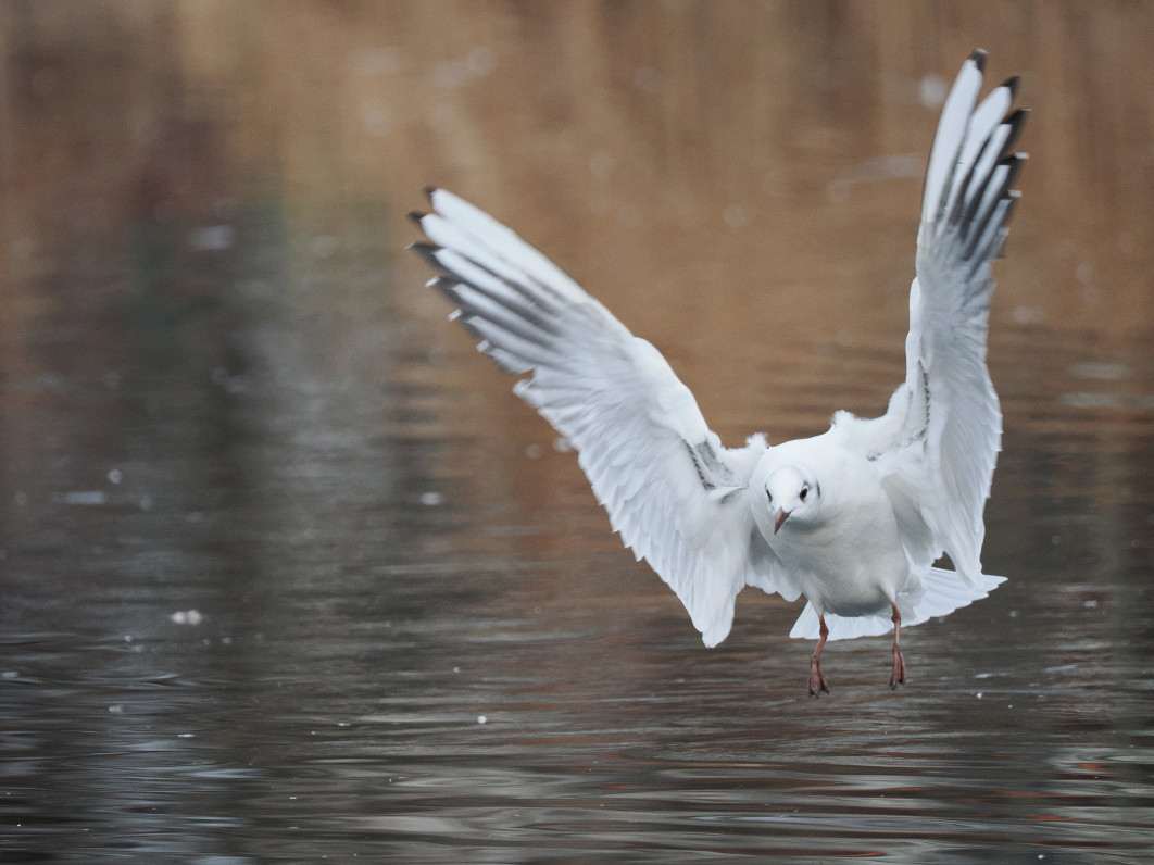 1/1000 s, f/6.3, ISO 3200, 400.0 mm