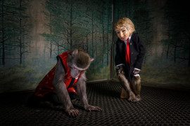 © Jasper Doest, "Title: Sacred No More" - II miejsce w kategorii NATURE STORIES / W ostatnich latach makak japoński, najbardziej znany jako małpa śnieżna, przyzwyczaił się do ludzi. Rosnąca populacja makaków na wsi oznacza, że małpy udają się na uprawy, aby przetrwać; w miastach makaki są oswajane i szkolone dla branży rozrywkowej.