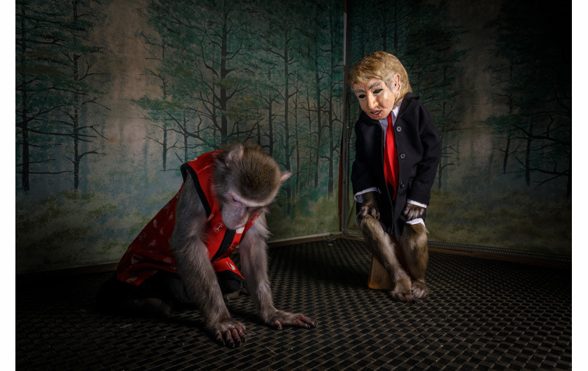 © Jasper Doest, Title: Sacred No More - II miejsce w kategorii NATURE STORIES / W ostatnich latach makak japoński, najbardziej znany jako małpa śnieżna, przyzwyczaił się do ludzi. Rosnąca populacja makaków na wsi oznacza, że małpy udają się na uprawy, aby przetrwać; w miastach makaki są oswajane i szkolone dla branży rozrywkowej.