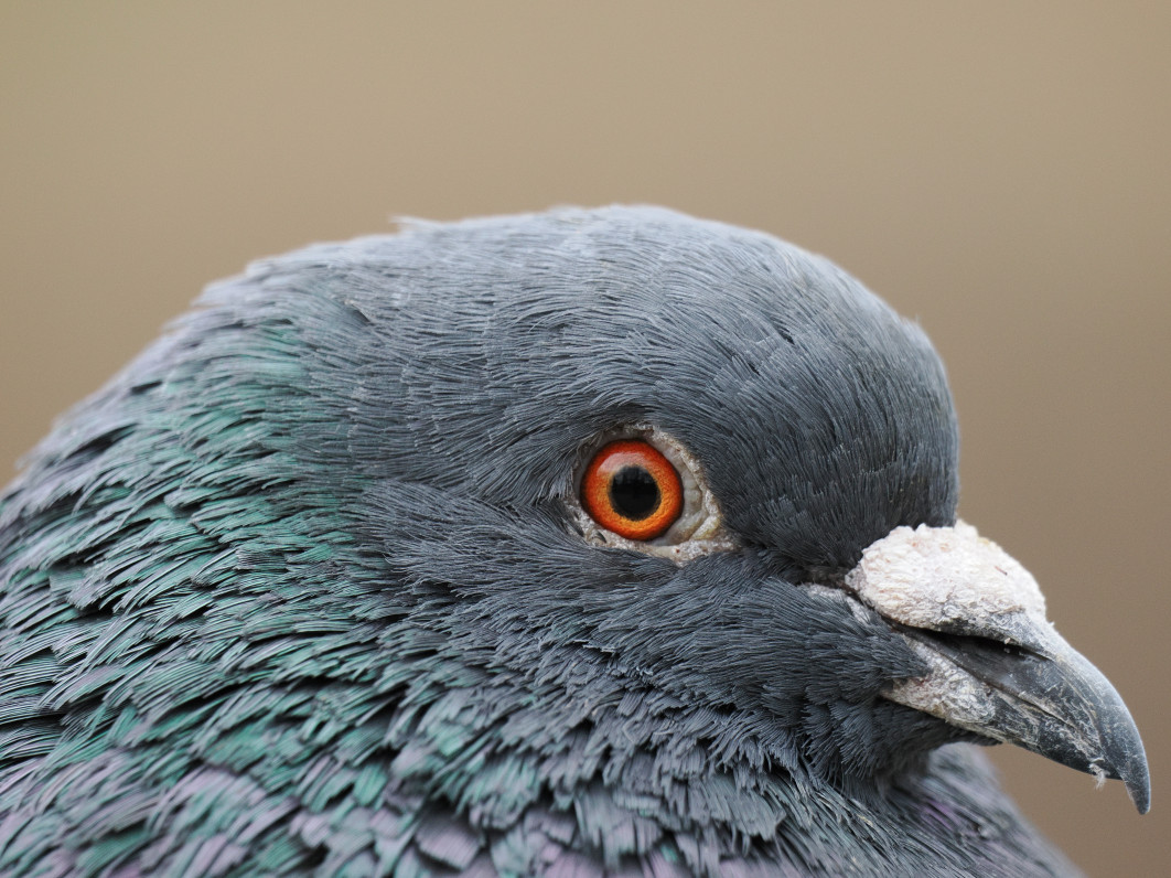 1/320 s, f/6.3, ISO 1600, 400.0 mm