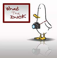 Plebiscyt "What The Duck" - rozstrzygnięty!
