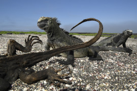 © Thomas P. Peschak (National Geographic), "Galapagos: Rocking the Cradle" - III miejsce w kategorii NATURE STORIES / Cztery główne prądy oceaniczne zbiegają się wzdłuż archipelagu Galapagos, tworząc warunki dla niezwykłej różnorodności zwierząt.