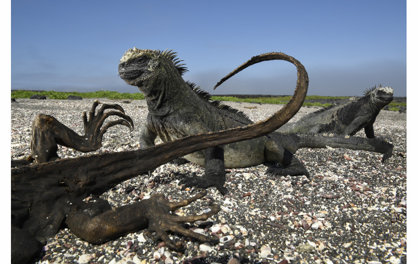 © Thomas P. Peschak (National Geographic), Galapagos: Rocking the Cradle - III miejsce w kategorii NATURE STORIES / Cztery główne prądy oceaniczne zbiegają się wzdłuż archipelagu Galapagos, tworząc warunki dla niezwykłej różnorodności zwierząt.