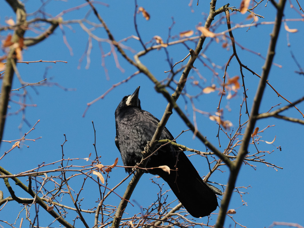 1/2500 s, f/8, ISO 3200, 321.0 mm