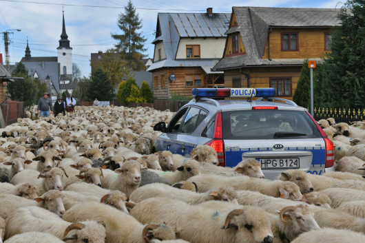 fot. Bartłomiej Jurecki, 2. miejsce Fotoreporter Roku 2019